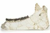 Fossil Titanothere (Megacerops) Jaw - South Dakota #227757-5